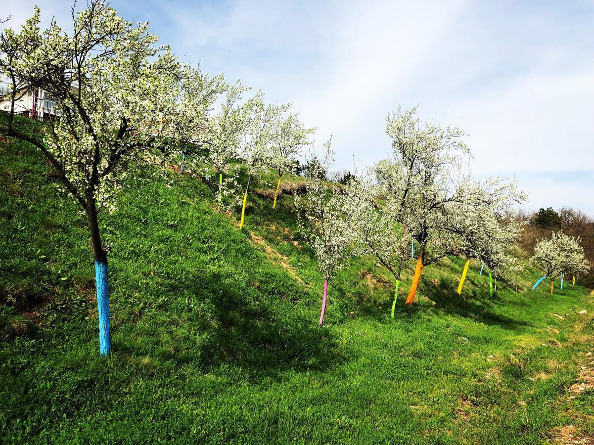 Villa Dream Tricule Svinita Esterno foto